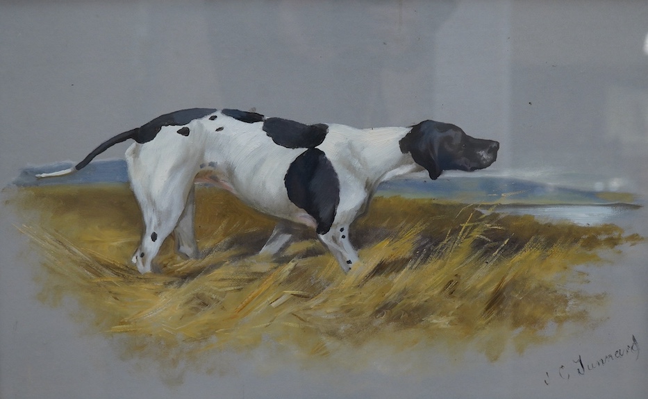 John Charles Tunnard (British, b.1875), gouache and mixed media, Study of an English pointer, signed, 31 x 49cm. Condition - fair to good